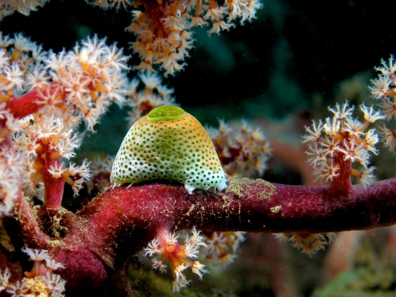 Atriolum robustum (Ascidian) on Siphonogorgia godeffroyi (Soft tree coral)