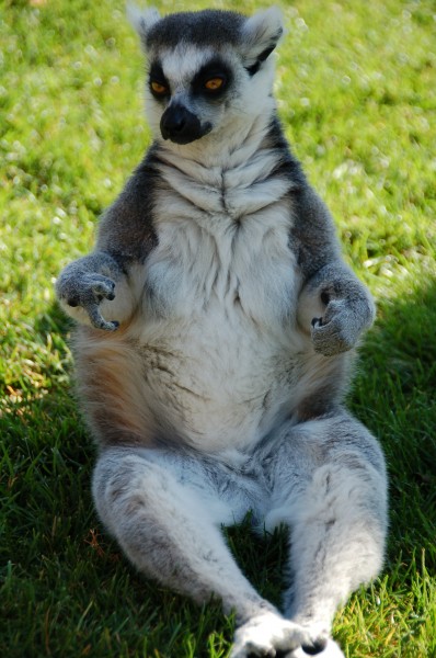 Audi insperation - Meditating Lemur (by)