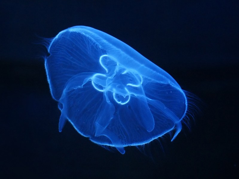 Aurelia aurita 1