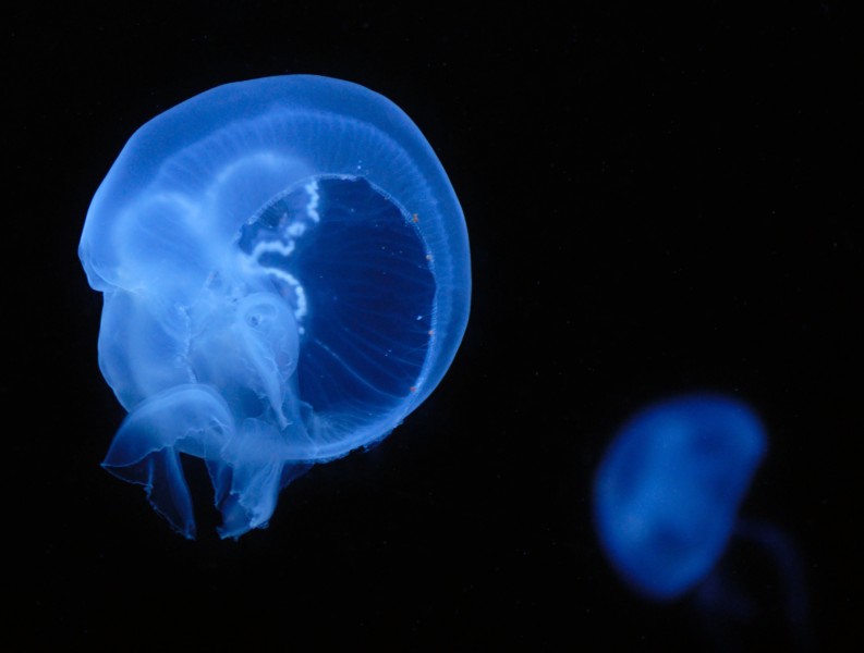 Aurelia aurita (aka)