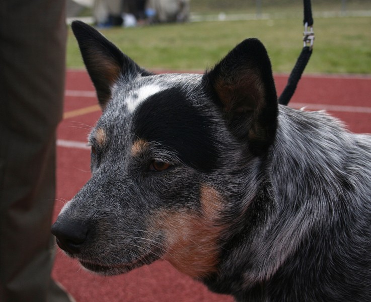 Australian Cattle Dog 22.04.2012 3pl