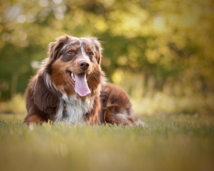 AustralianShepherd