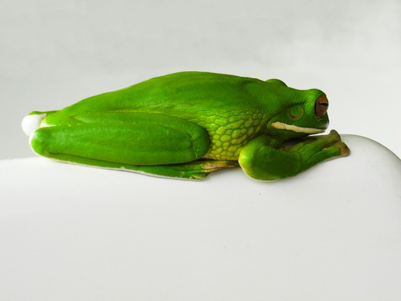 Australischer Baumfrosch (31528467695)