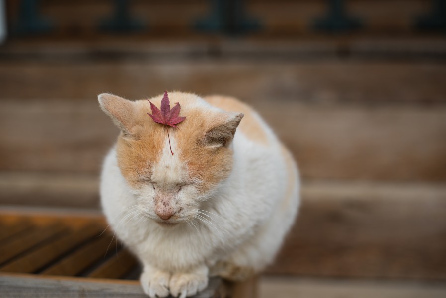 Autumn on my head 1 (15404006164)