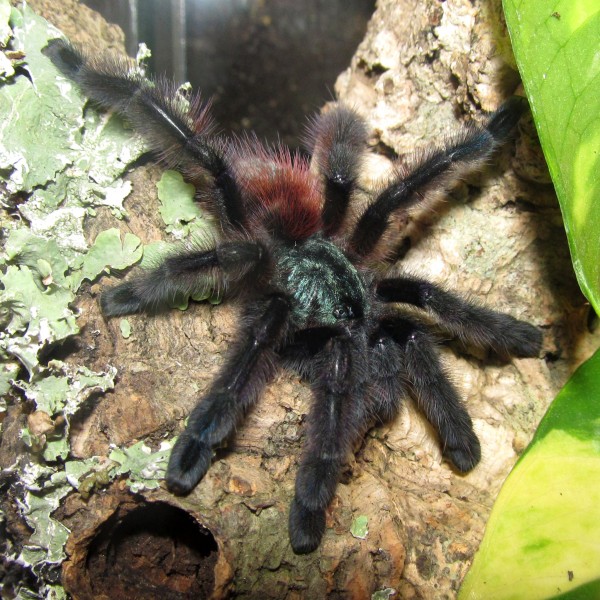 Avicularia-versicolor-juvenile-2014