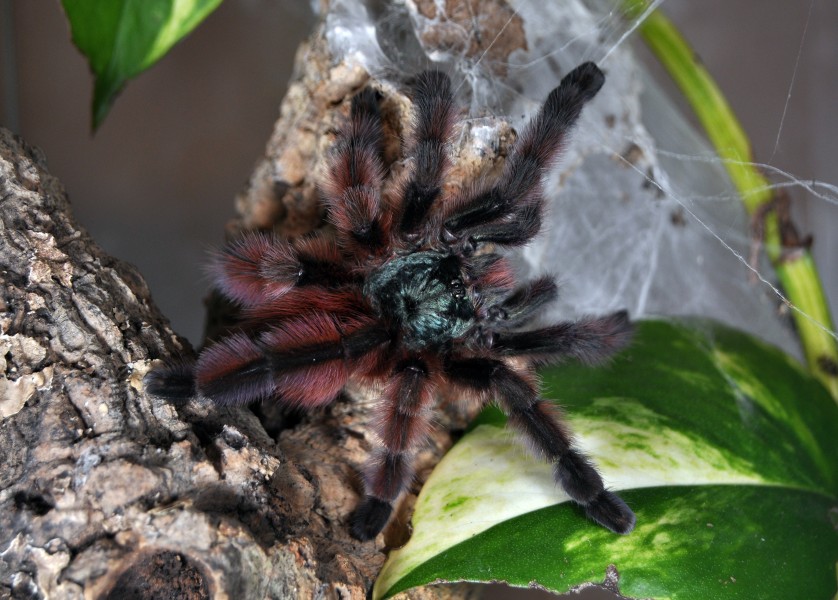 Avicularia versicolor - juvenile - September 2014