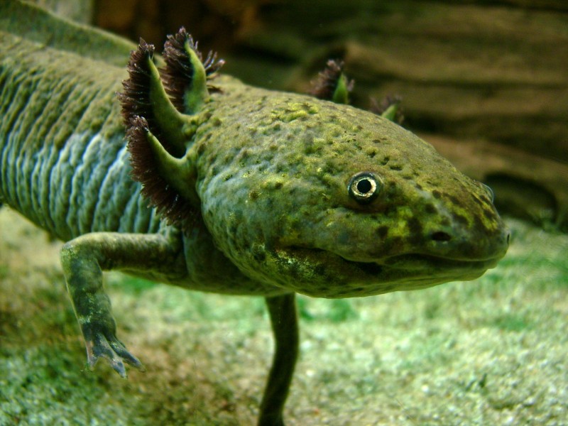 Axolotl Portrait