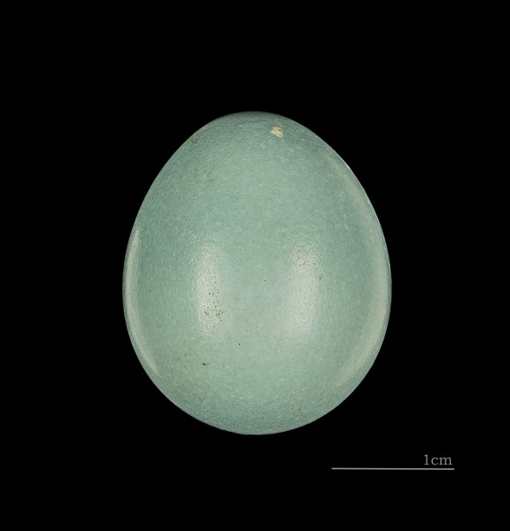 Babax lanceolatus MHNT 227 HdB China