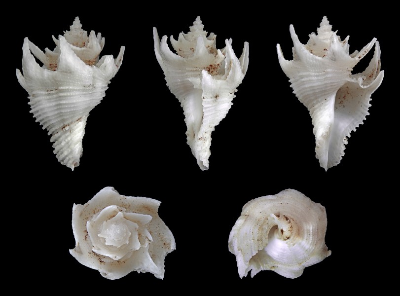 Babelomurex japonicus 01