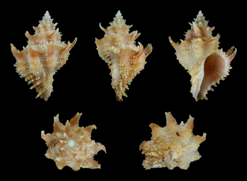 Babelomurex nagahorii 01