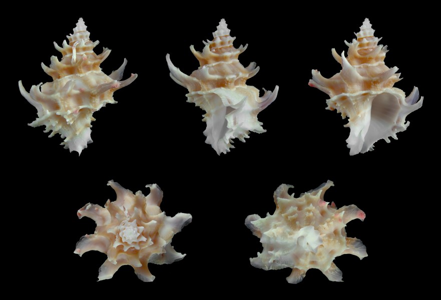 Babelomurex princeps 01