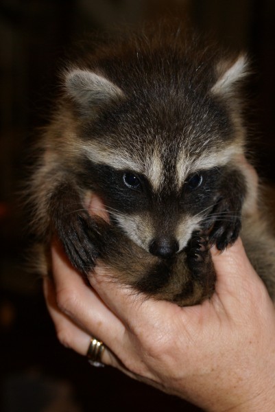 Baby raccoon Oct 2009
