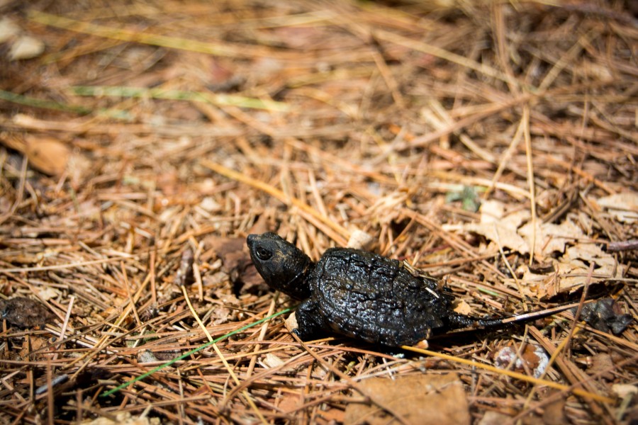 Baby turtle in pine needles