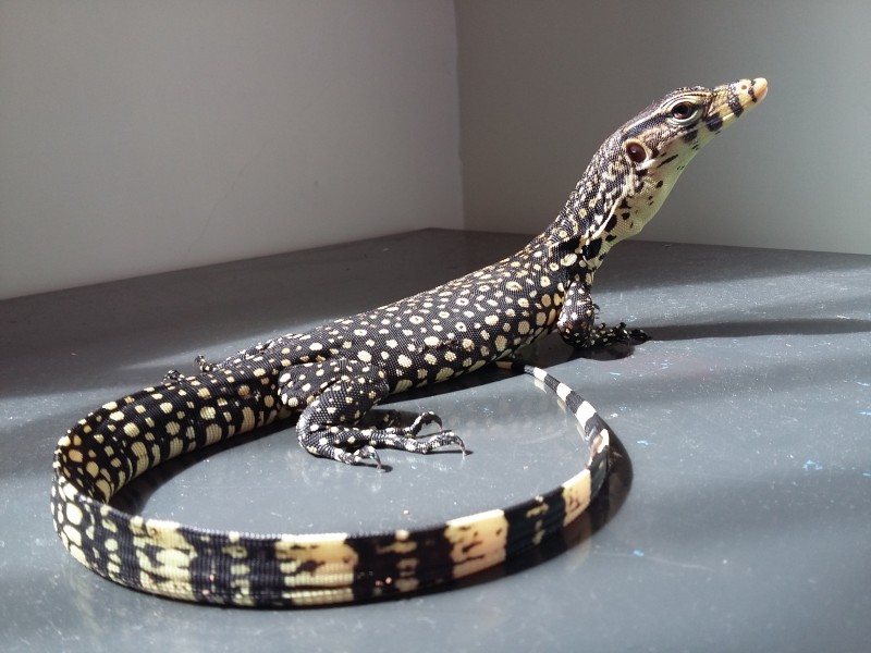 Baby varanus salvator