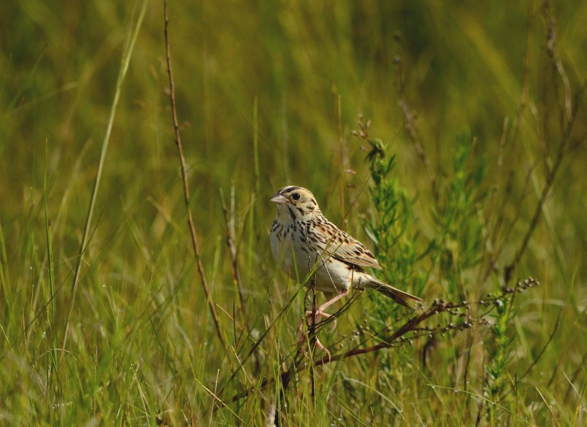 Baird's Sparrow (25865756586)