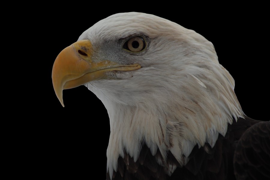 Bald-eagle-face-on-black - West Virginia - ForestWander