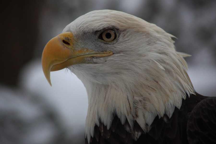 Bald-eagle-face - West Virginia - ForestWander
