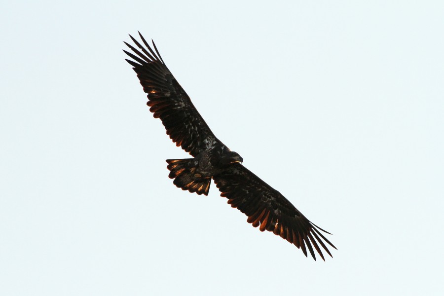 Bald Eagle - Haliaeetus leucocephalus, Conowingo Dam, Darlington, Maryland