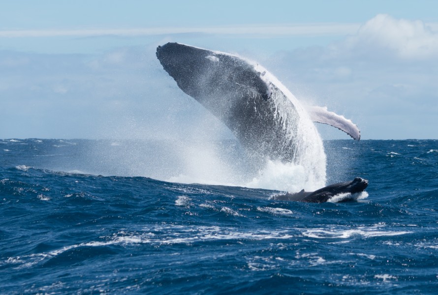 Baleine à bosse et son baleineau 2