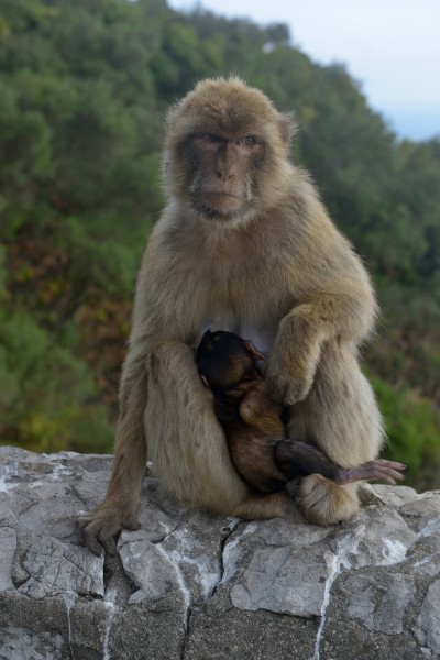 Barbary macaques in Gibraltar