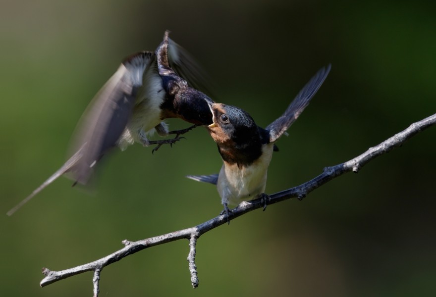 Barn swallow (feeding) at Tennōji Park in Osaka, June 2016 - 315