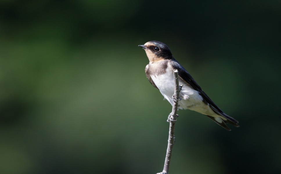 Barn swallow (young bird) at Tennōji Park in Osaka, June 2016 III