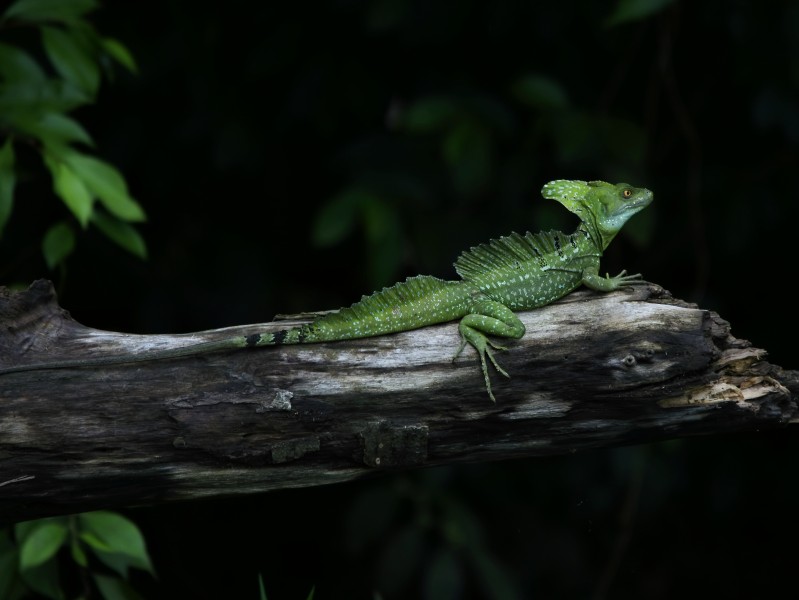 Basiliscus plumifrons (Caño Negro)