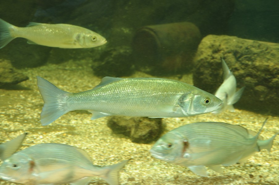 Bass and bream in Blue Reef Aquarium Newquay (5764)
