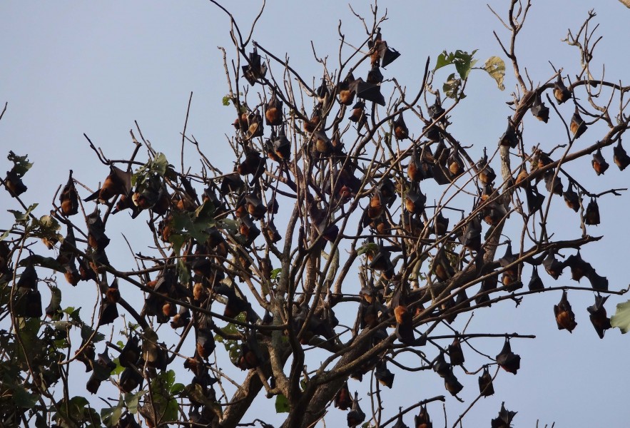 Bat in the tree at Boga Lake, Bangladesh