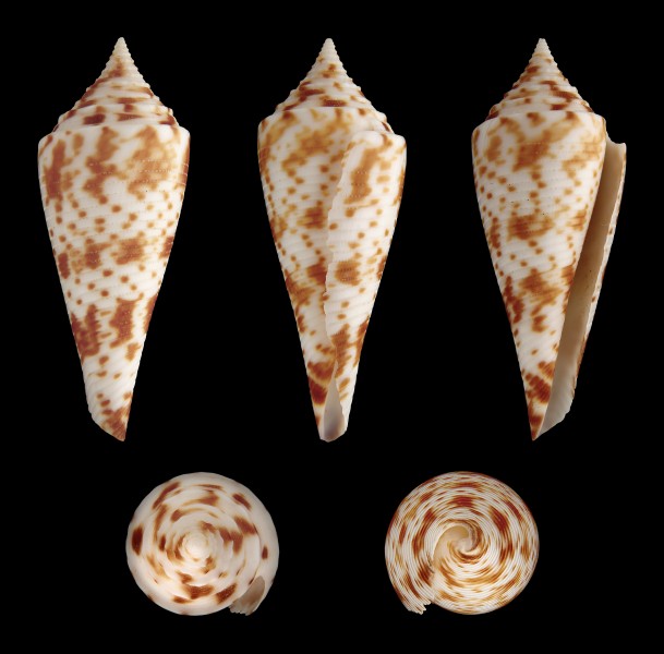 Bathyconus comatosa 01