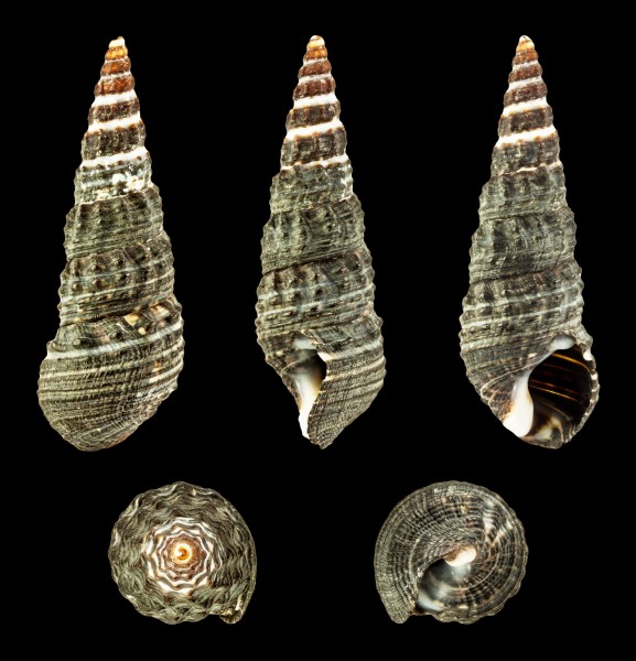 Batillaria zonalis 01