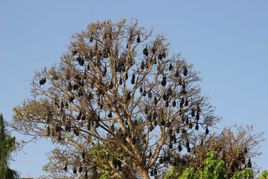 Bats Hanging on Ficus religiosa Tree (1)