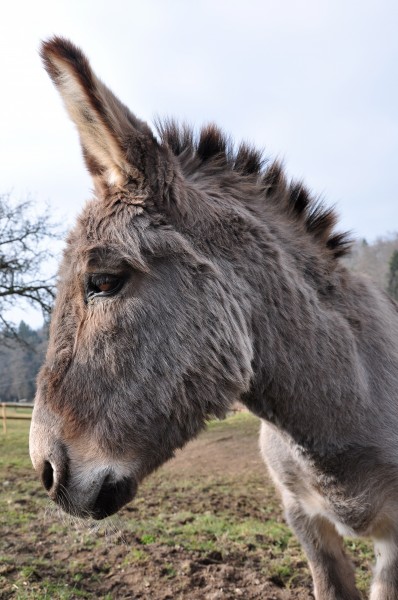 Batzberg (Dachsegg) - Equus asinus 2011-02-17 14-40-44