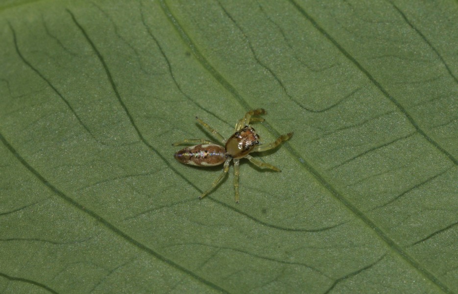 Bavia kairali 2321