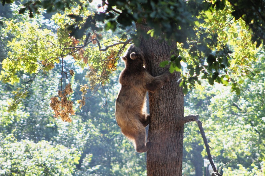 Bear climbing a tree in Libearty Bear Sanctuary (32147519364)