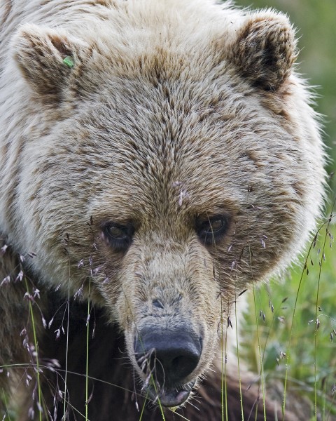Bear Head (5300811225)