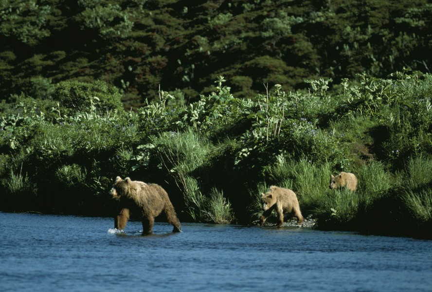 Bear sow and two cubs entering river ursus middendorffi