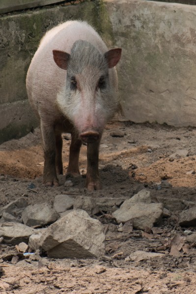 Bearded pig (23315658674)