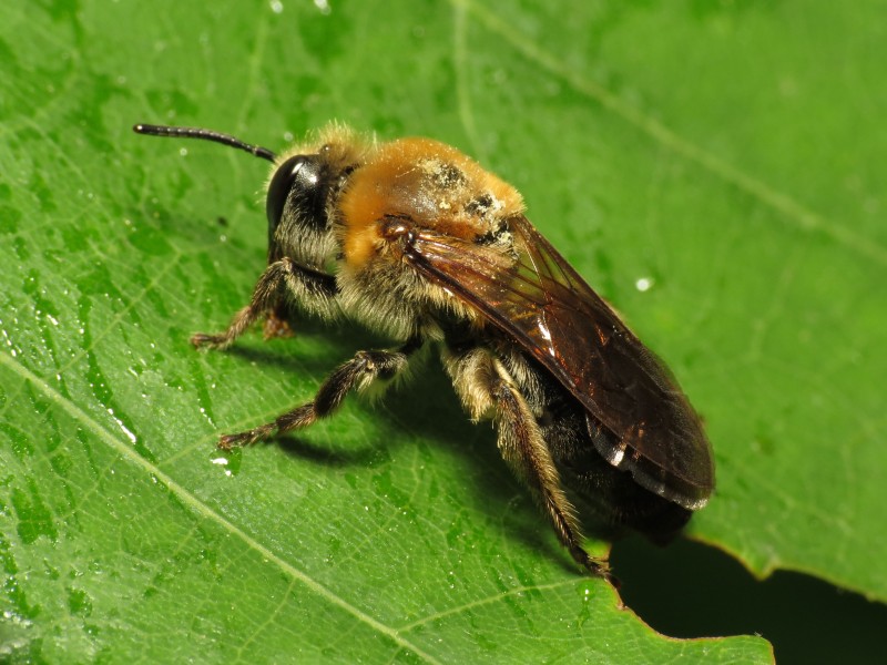 Bee (14216326989)