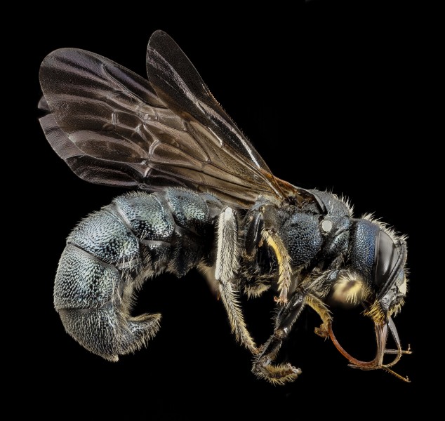 Bee ceratina monster, m, crimea, facebackground 2014-08-09-13.22.29 ZS PMax (14885149359)