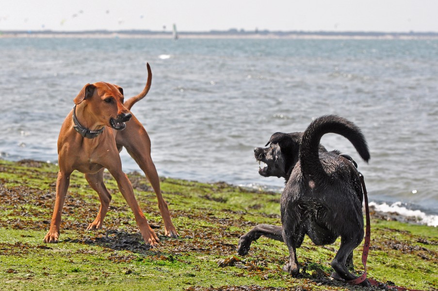 Bellende Hunde beißen nicht ;-) (14136158270)