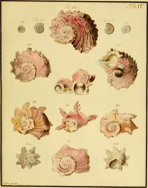 Belustigung im Reiche der Natur (1790) (20175943400)