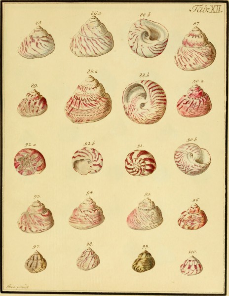 Belustigung im Reiche der Natur (1790) (20355525542)