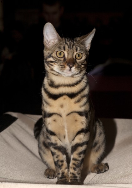BEN Russicats Lodestar Cameron Diaz (5627652715)
