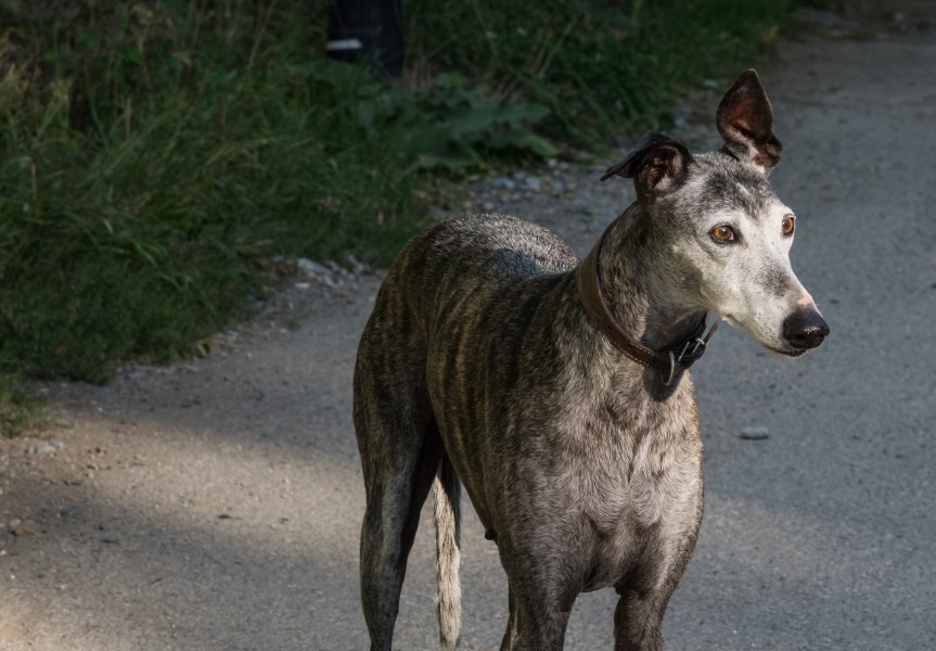 Benasque - Linsoles - Galgo 01