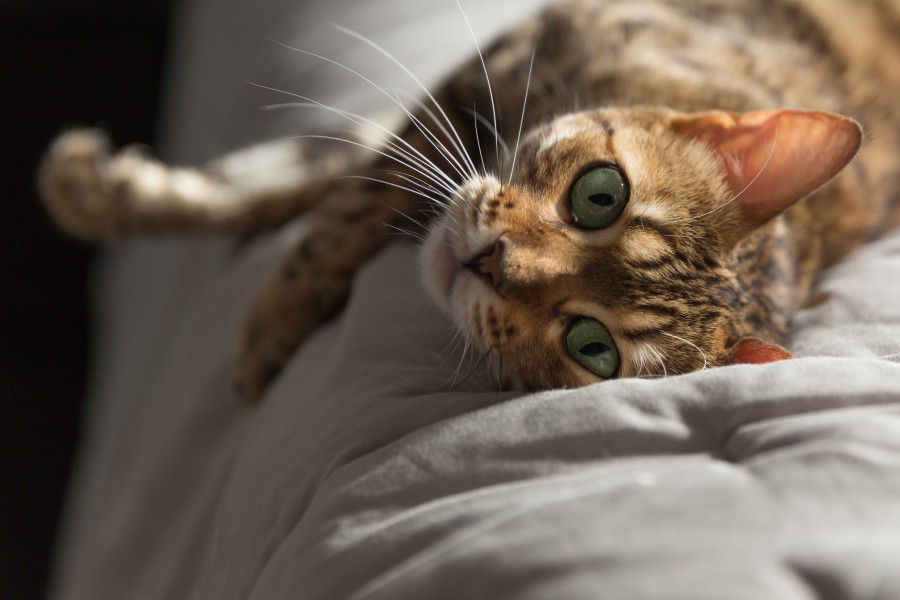Bengal - 20150614 17h14 (10310)