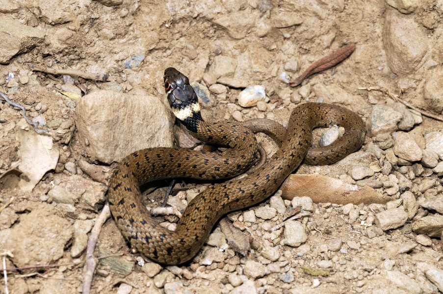BennyTrapp Natrix astreptophora