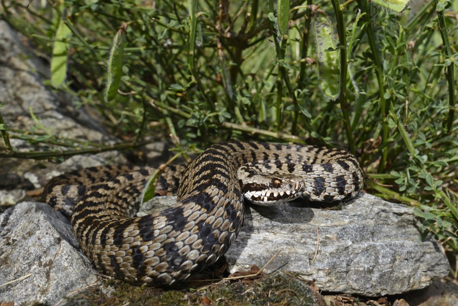 BennyTrapp Vipera walser