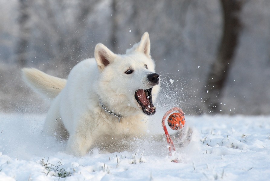 Berger blanc suisse6