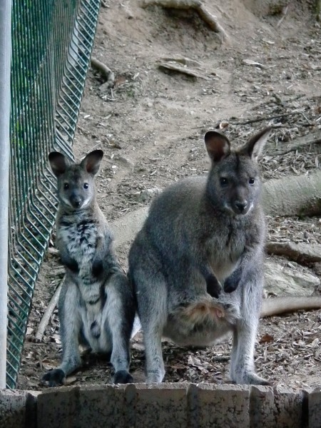 Bergtierpark Erlenbach Macropus rufogriseus
